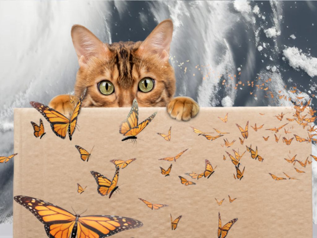 Schrödinger's cat picks his battles.